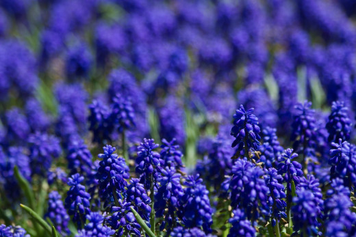 632401 (a): :2550x1700